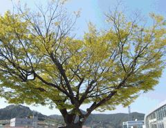 두룡초등학교 나무 : 느티나무